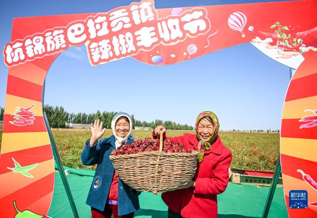 新豪网站多少